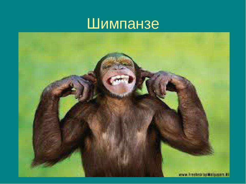 Шимпанзе