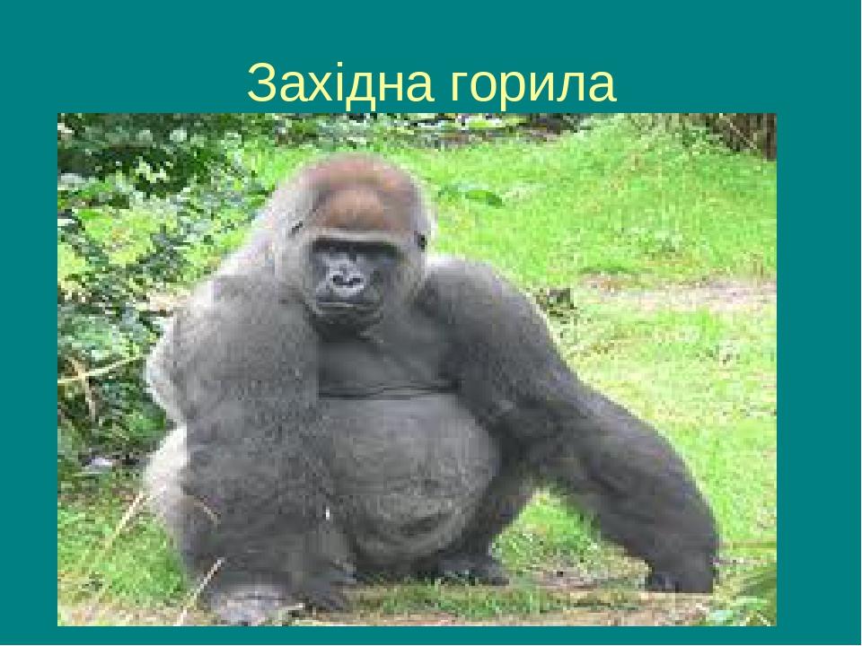 Західна горила