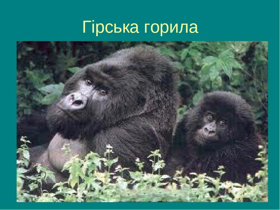 Гірська горила