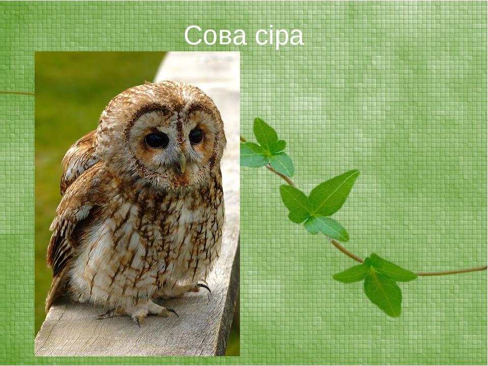 Різноманітність птахів