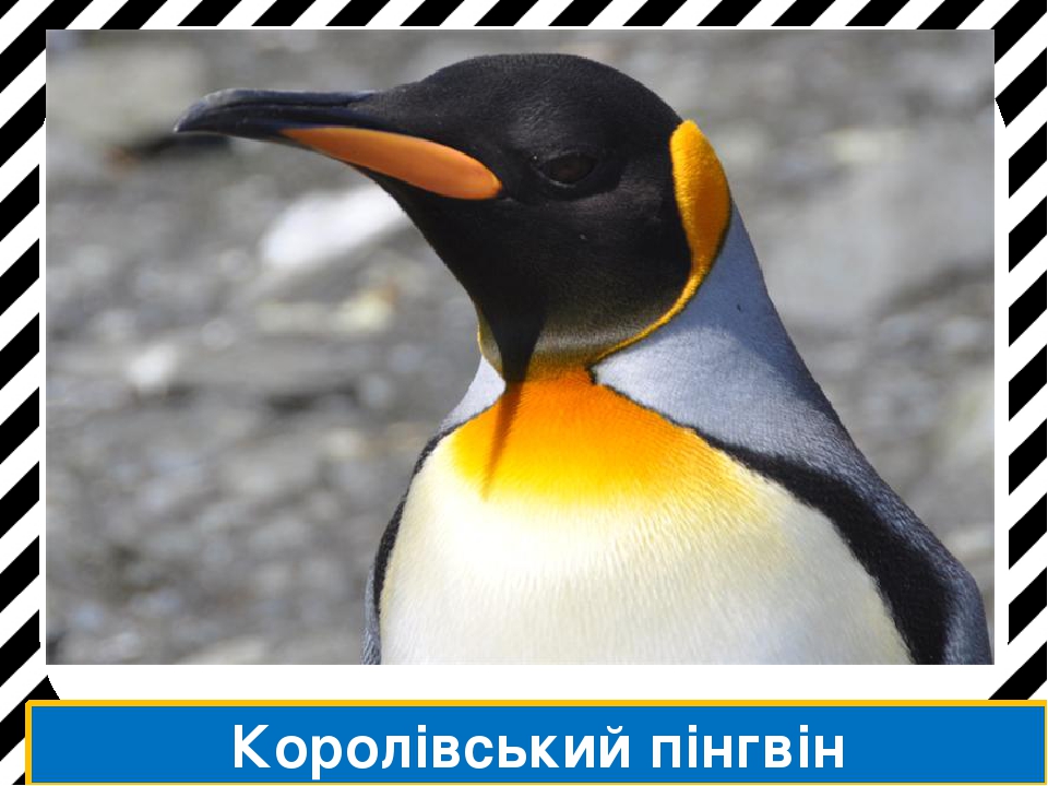 Ряд Пінгвіни