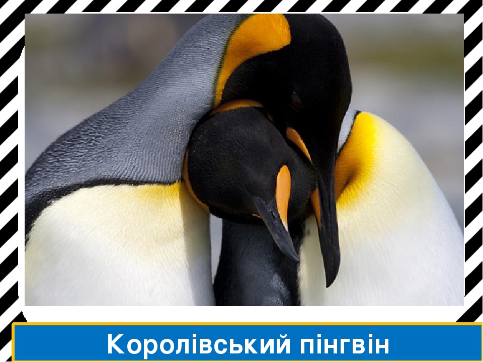 Ряд Пінгвіни