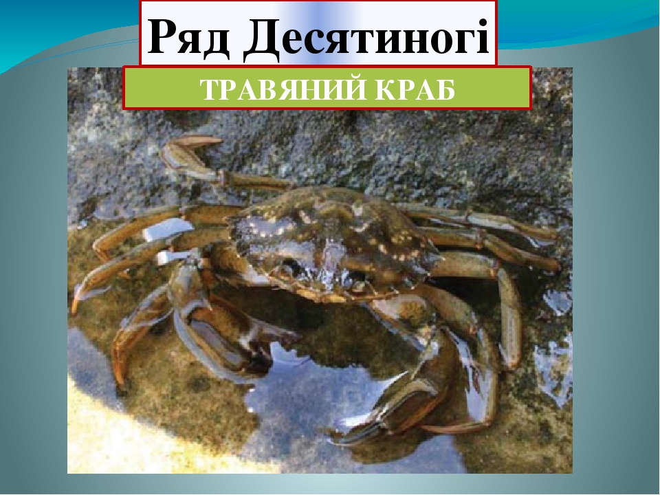 Різноманітність ракоподібних
