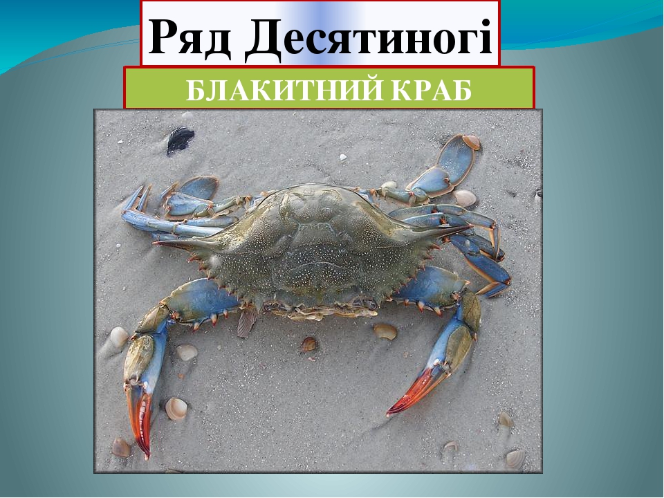 Різноманітність ракоподібних
