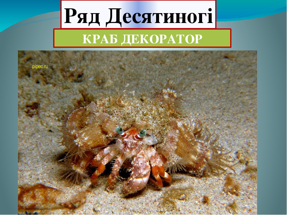 Різноманітність ракоподібних