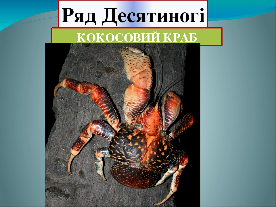 Різноманітність ракоподібних