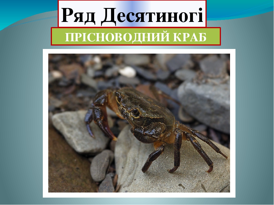 Різноманітність ракоподібних