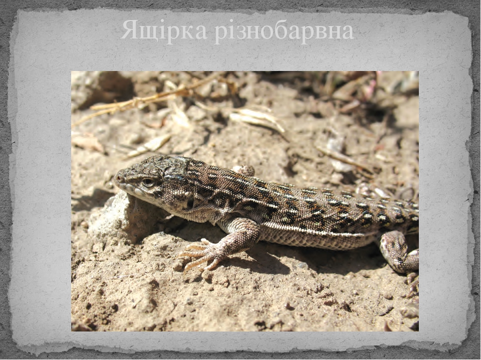 Плазуни Червоної книги України