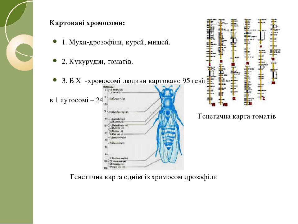 Секвенсовая карта хромосом