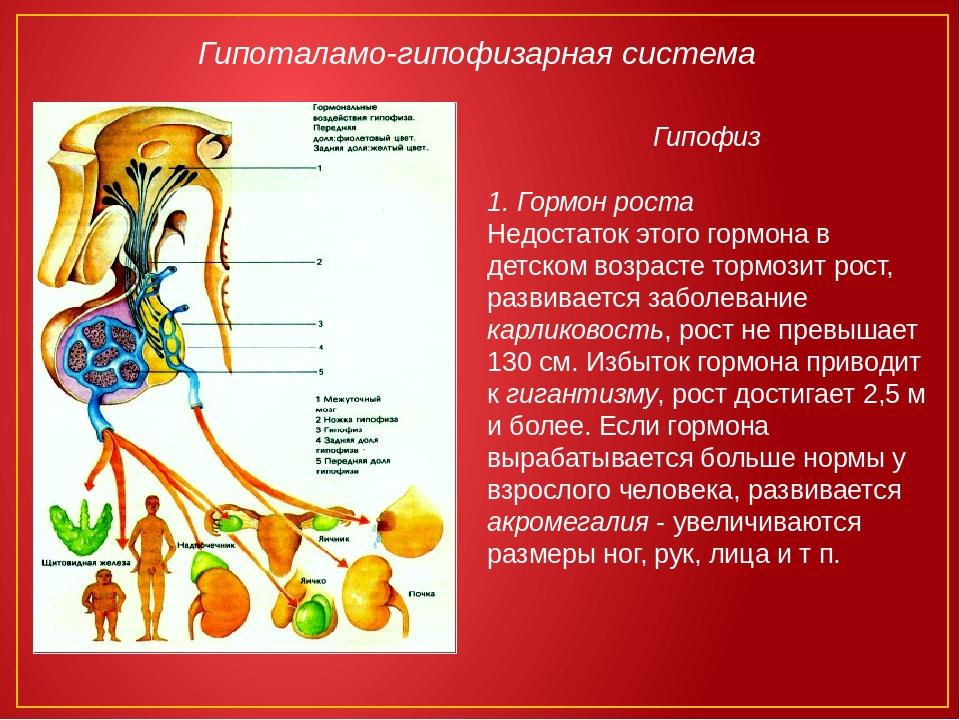 Схема приема гормона роста в бодибилдинге