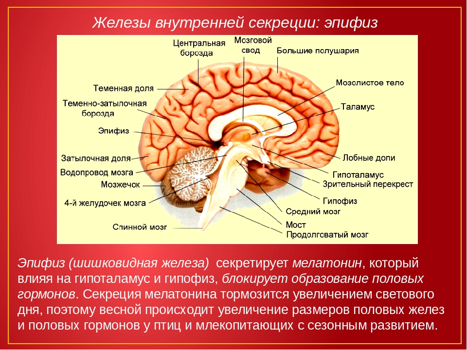 Гипофиз и эпифиз презентация