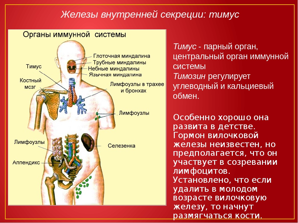 Эндокринная и иммунная система