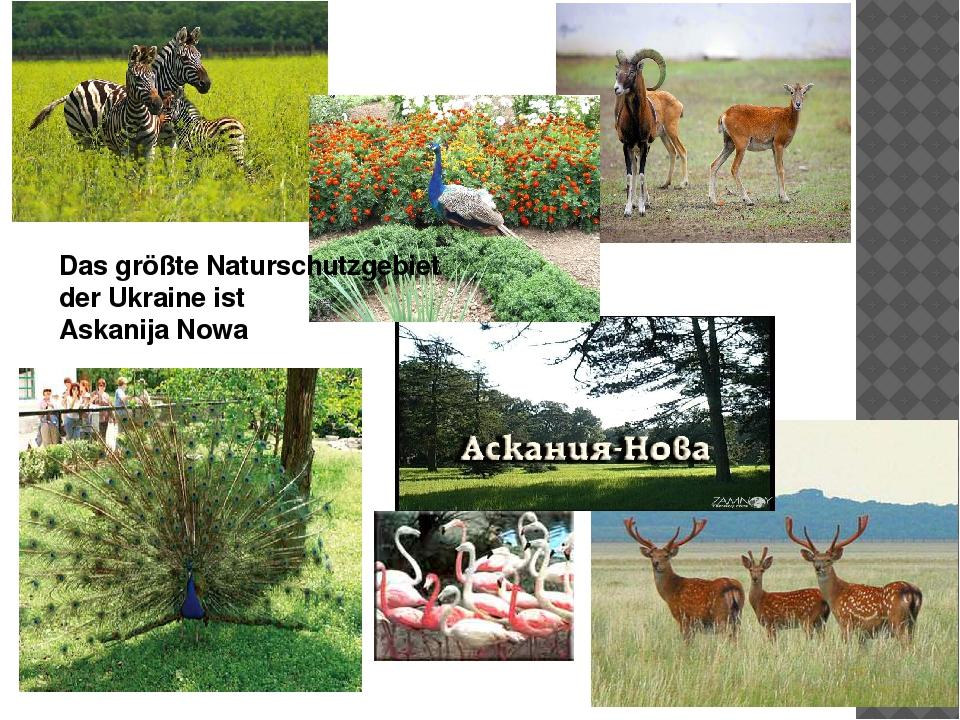 Das größte Naturschutzgebiet der Ukraine ist Askanija Nowa