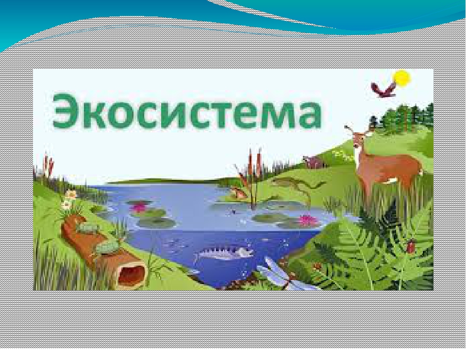 "Екосистема. Різноманітність екосистем"