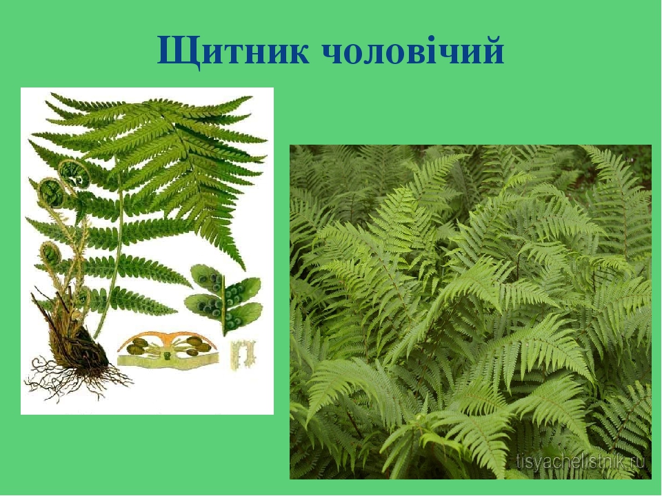 Какой тип развития характерен для клопа щитника зеленого изображенного на рисунке