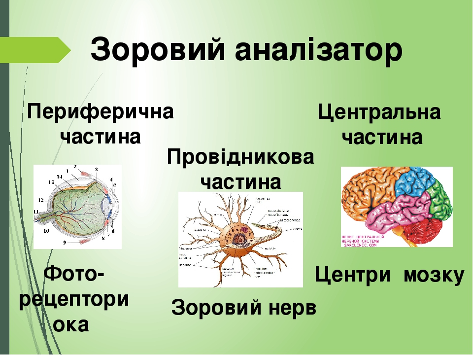 Зоровий аналізатор Периферична частина Провідникова частина Центральна частина Фото-рецептори ока Зоровий нерв Центри мозку