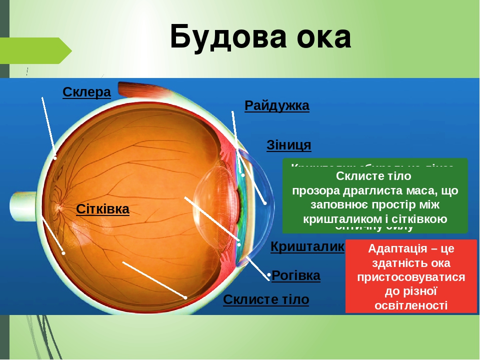 Склера Рогівка Зіниця Райдужка Кришталик Склисте тіло Сітківка Око людини – це природна оптична система Склера щільна непрозора оболонка, яка ззовн...