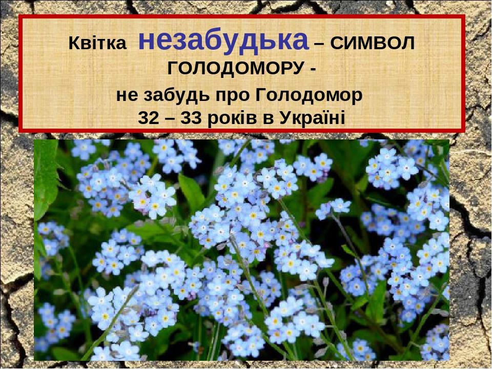 Квітка незабудька – СИМВОЛ ГОЛОДОМОРУ - не забудь про Голодомор 32 – 33 років в Україні