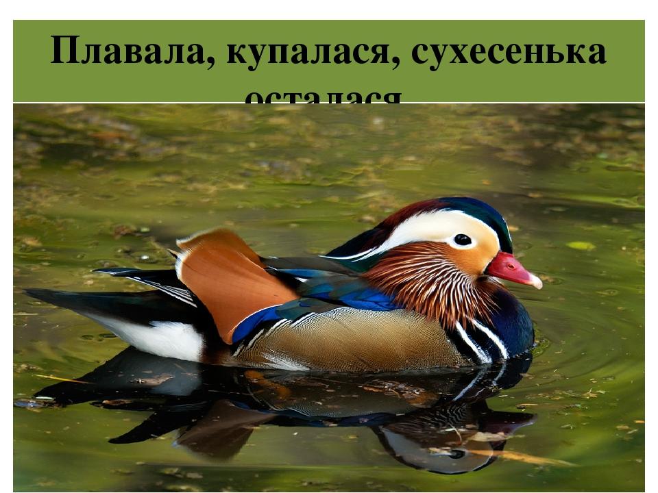 Плавала, купалася, сухесенька осталася.