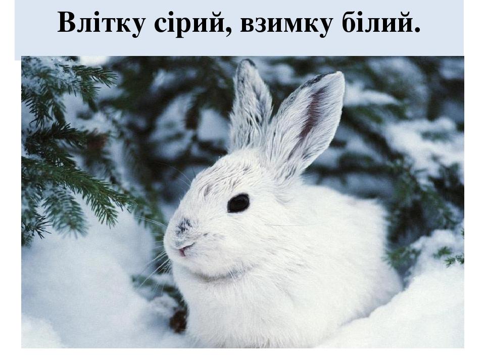 Влітку сірий, взимку білий.