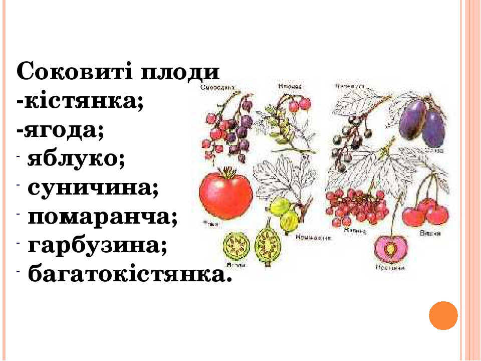 Плід . Будова плодів ,їх різноманіття . Поширення плодів.