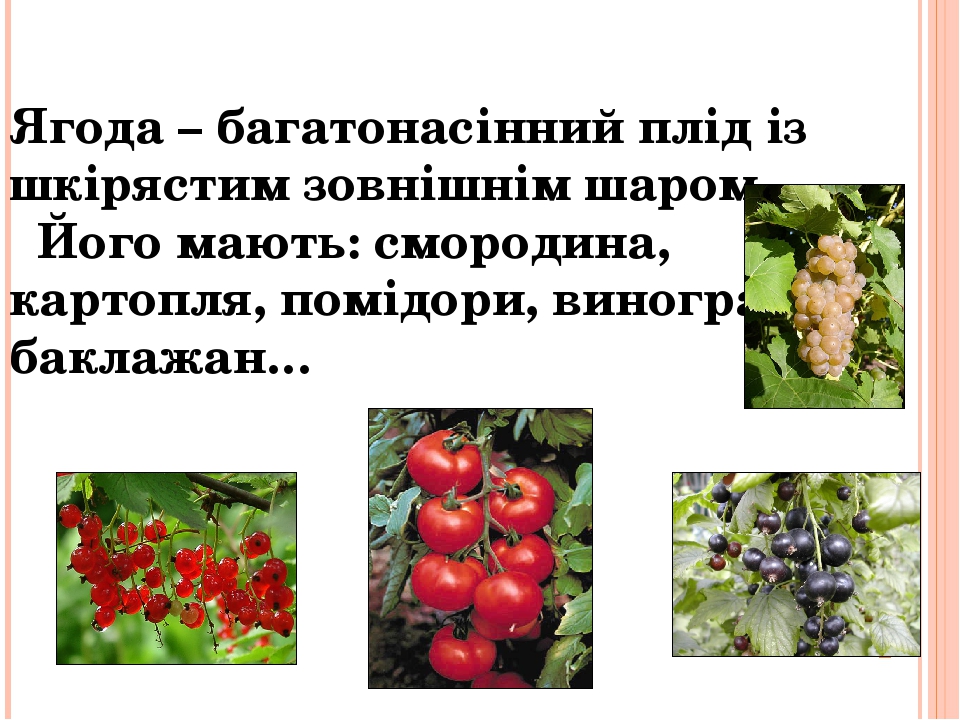 Плід . Будова плодів ,їх різноманіття . Поширення плодів.