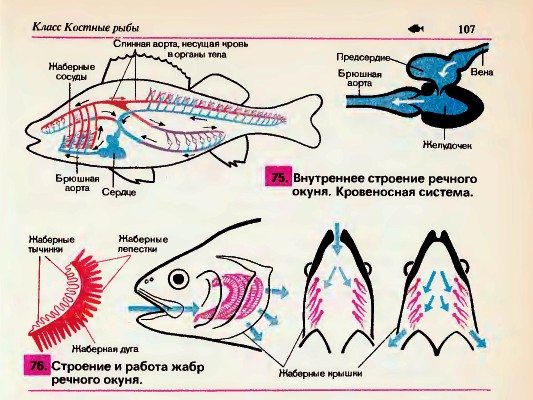 Строение какой системы рыбы изображено на рисунке