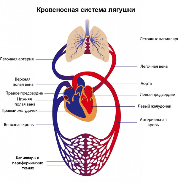 Rozrobka Uroku Z Biologiyi Na Temu Krov Ta Yiyi Funkciyi