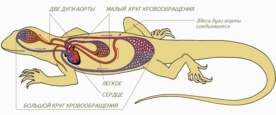 Кровеносная система рептилий схема