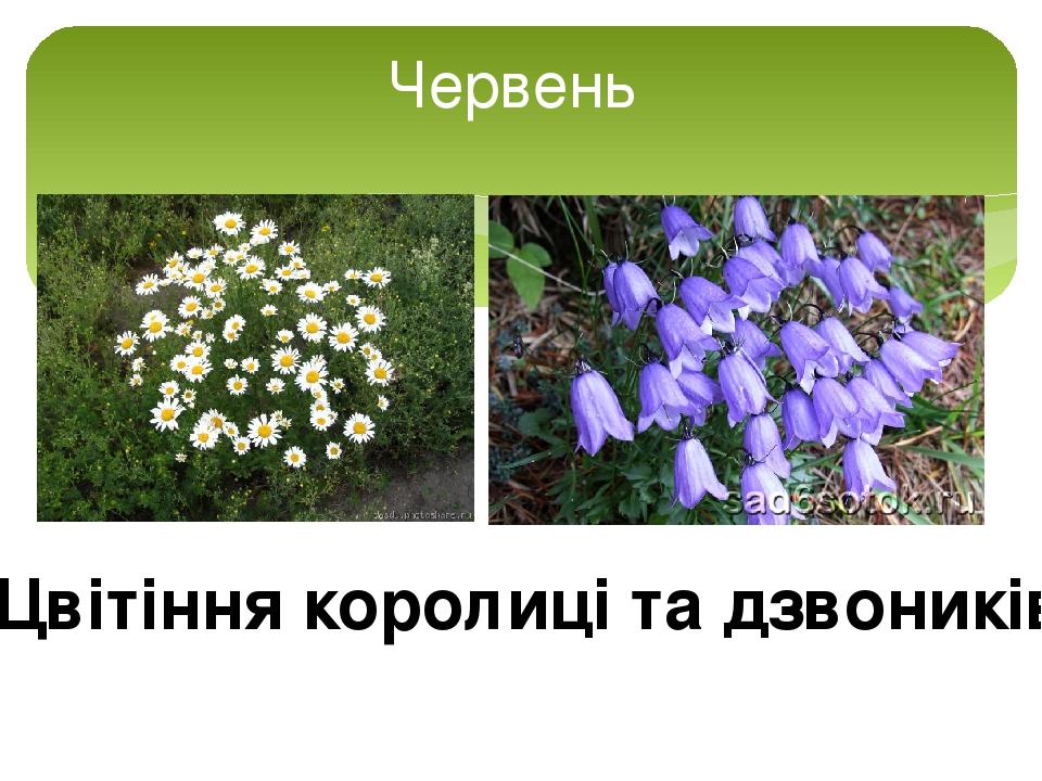 Природа влітку | Презентація. Природознавство