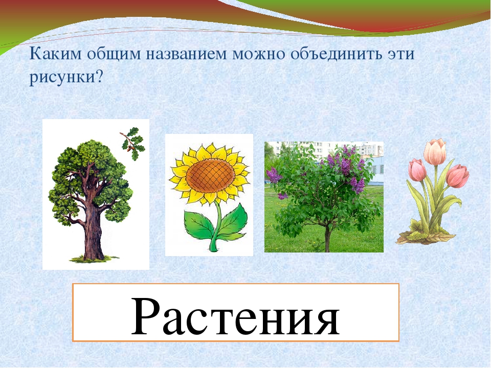 С помощью рисунка учебника раскрась растения постарайся правильно передать окраску их цветков