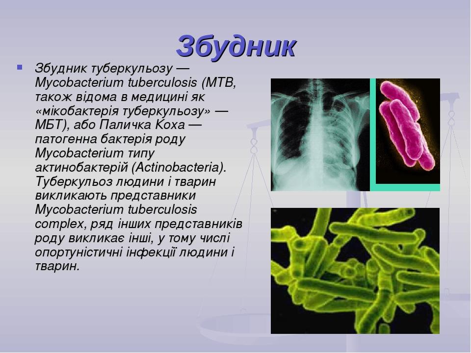 Какой тип питания характерен для палочки коха изображенной на рисунке обоснуйте свой ответ