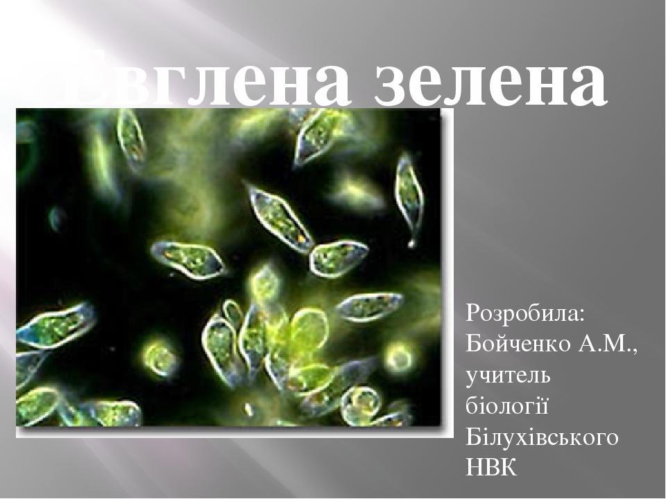 Презентація до уроку "Евглена зелена" | Конспект. Біологія