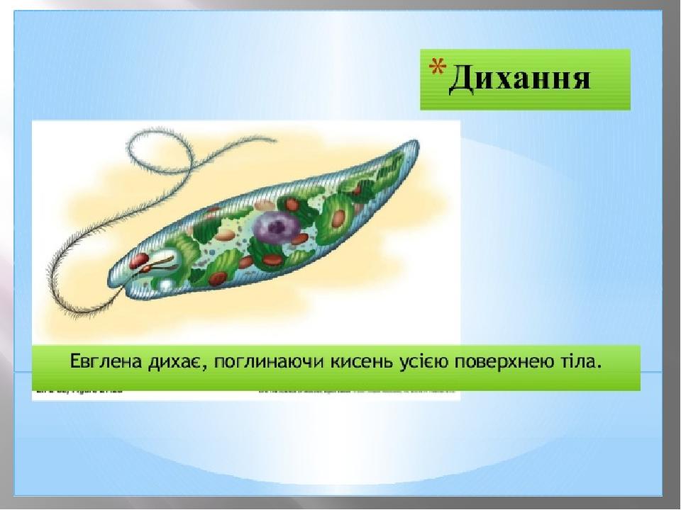 Презентація до уроку "Евглена зелена" | Конспект. Біологія