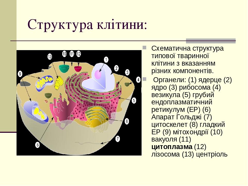 Презентація "Клітина" | Презентація. Біологія