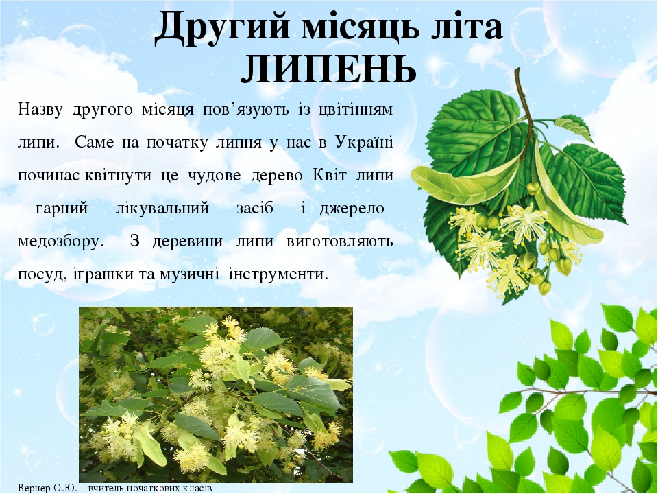 Другий місяць літа ЛИПЕНЬ Назву другого місяця пов’язують із цвітінням липи. Саме на початку липня у нас в Україні починає квітнути це чудове дерев...