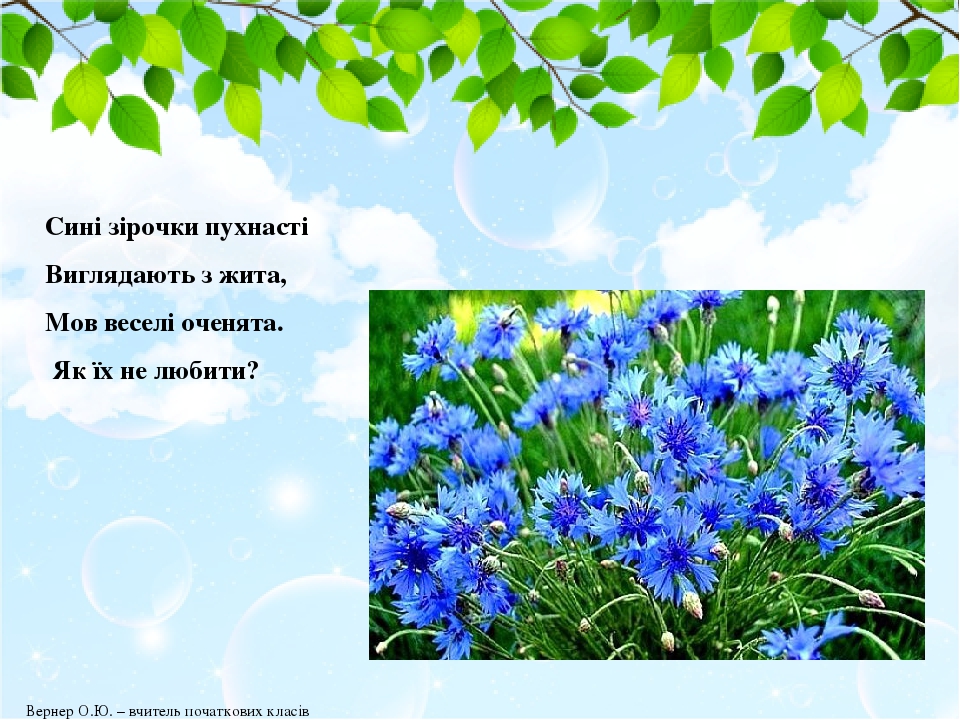 Сині зірочки пухнасті Виглядають з жита, Мов веселі оченята. Як їх не любити? Вернер О.Ю. – вчитель початкових класів