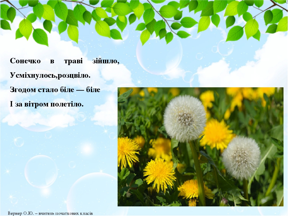 Сонечко в траві зійшло, Усміхнулось,розцвіло. Згодом стало біле — біле І за вітром полетіло. Вернер О.Ю. – вчитель початкових класів