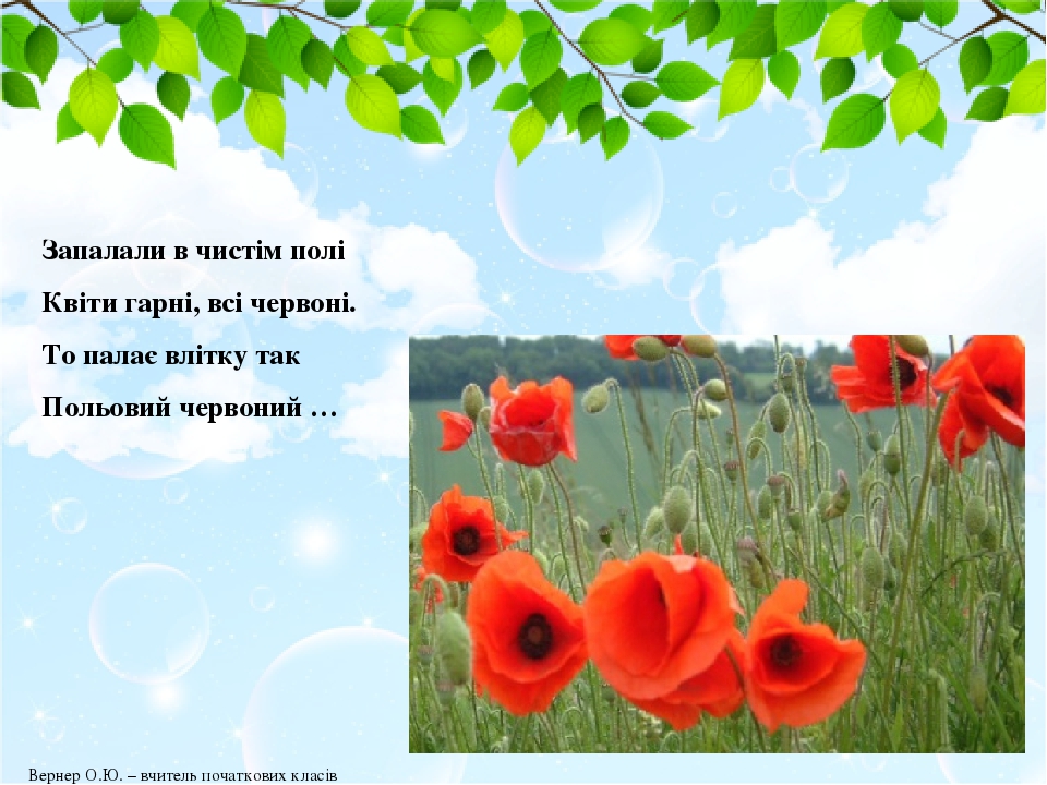 Запалали в чистім полі Квіти гарні, всі червоні. То палає влітку так Польовий червоний … Вернер О.Ю. – вчитель початкових класів