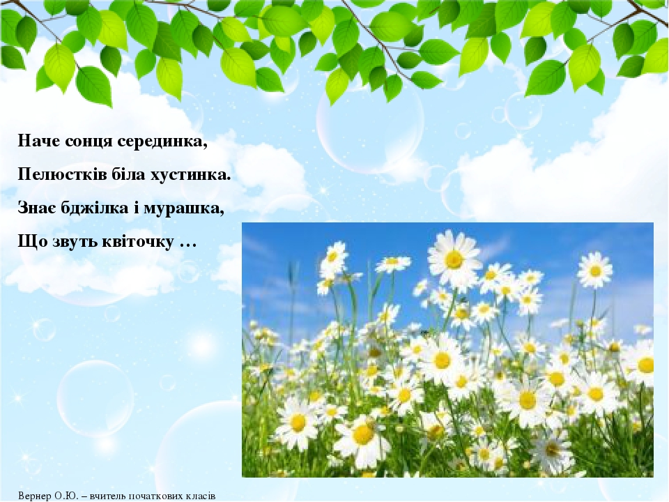 Наче сонця серединка, Пелюстків біла хустинка. Знає бджілка і мурашка, Що звуть квіточку … Вернер О.Ю. – вчитель початкових класів