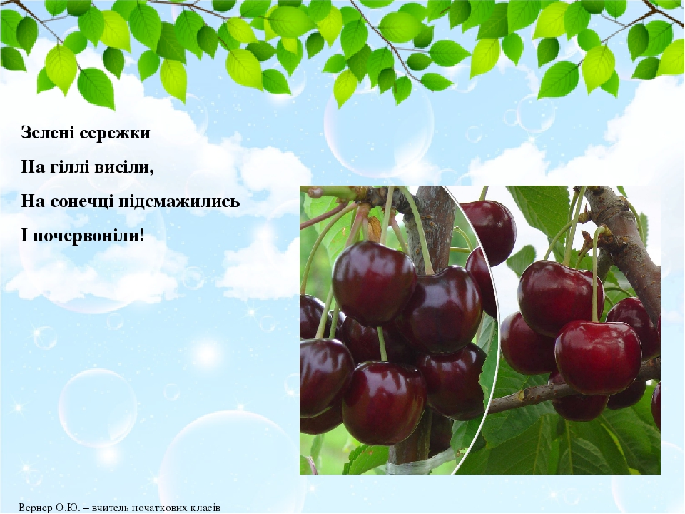 Зелені сережки На гіллі висіли, На сонечці підсмажились І почервоніли! Вернер О.Ю. – вчитель початкових класів