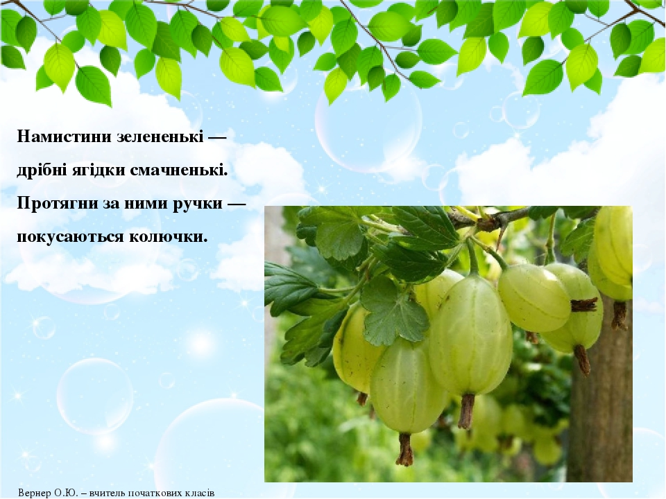 Намистини зелененькі — дрібні ягідки смачненькі. Протягни за ними ручки — покусаються колючки. Вернер О.Ю. – вчитель початкових класів