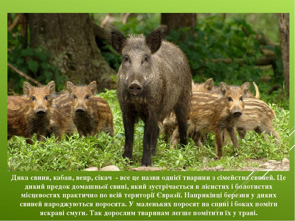 Виды диких свиней фото и названия