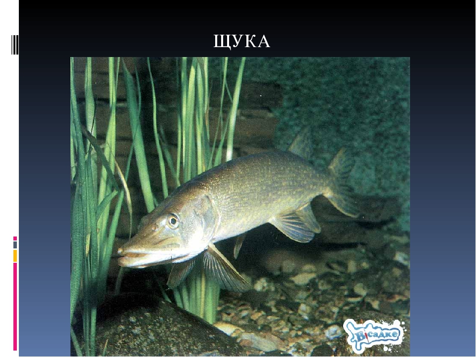 Риби України