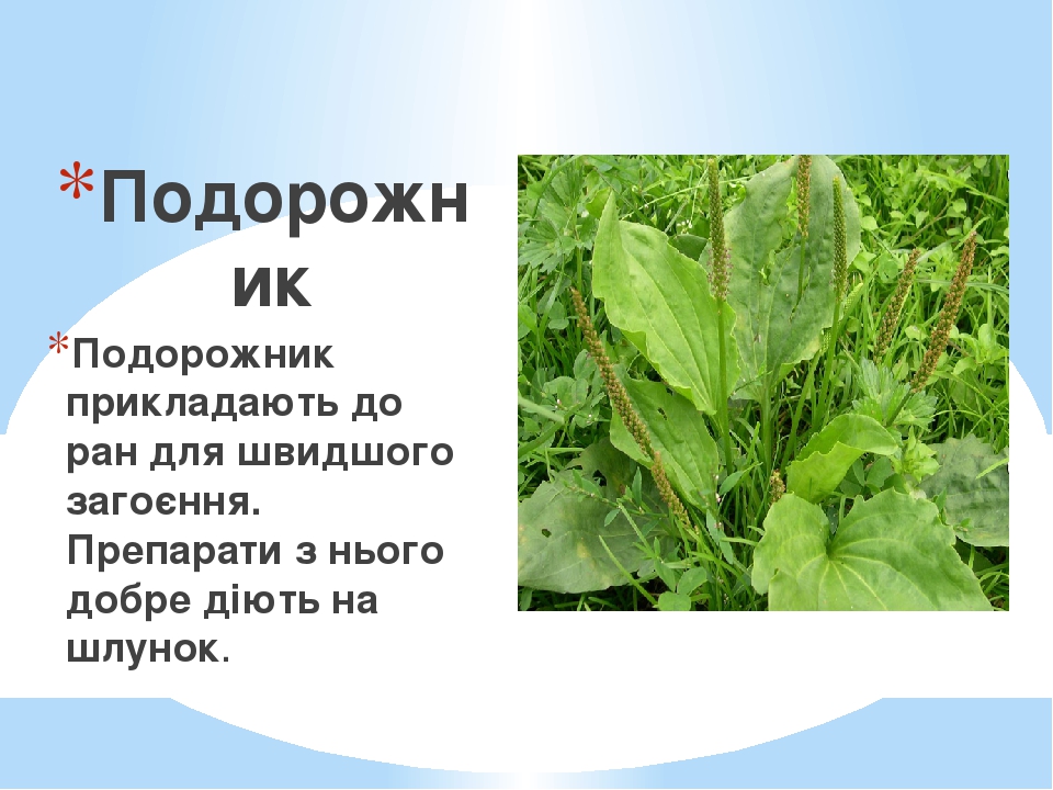 ЛІкарські рослини