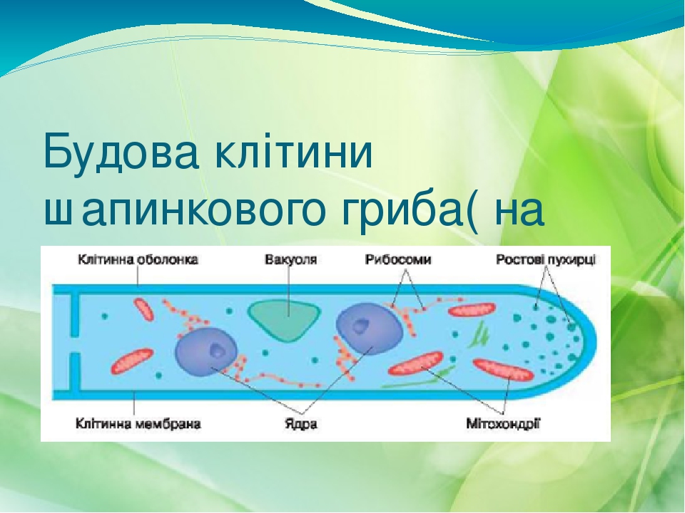 Будова гриба картинка