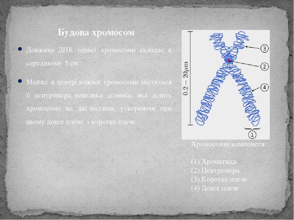 Пуфы хромосом