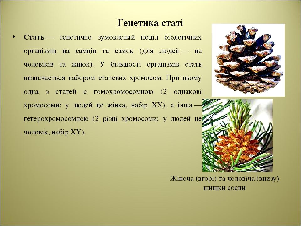 Генетика статі Стать — генетично зумовлений поділ біологічних організмів на самців та самок (для людей — на чоловіків та жінок). У більшості органі...