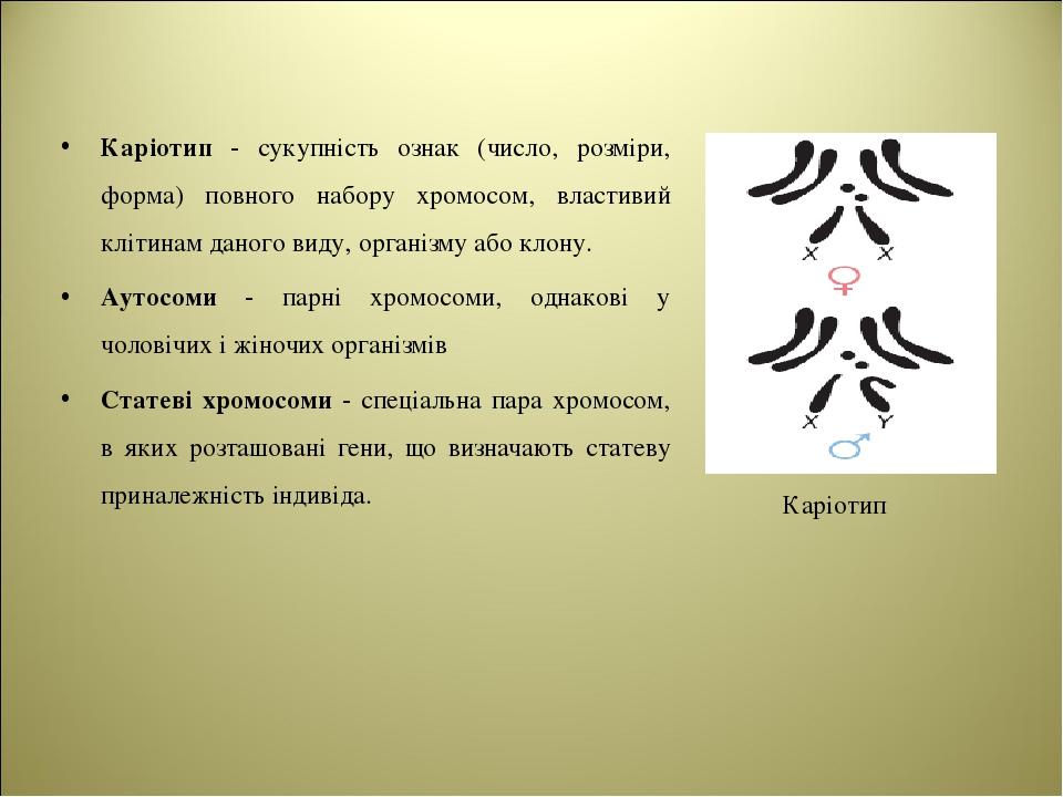 Каріотип - сукупність ознак (число, розміри, форма) повного набору хромосом, властивий клітинам даного виду, організму або клону. Аутосоми - парні ...