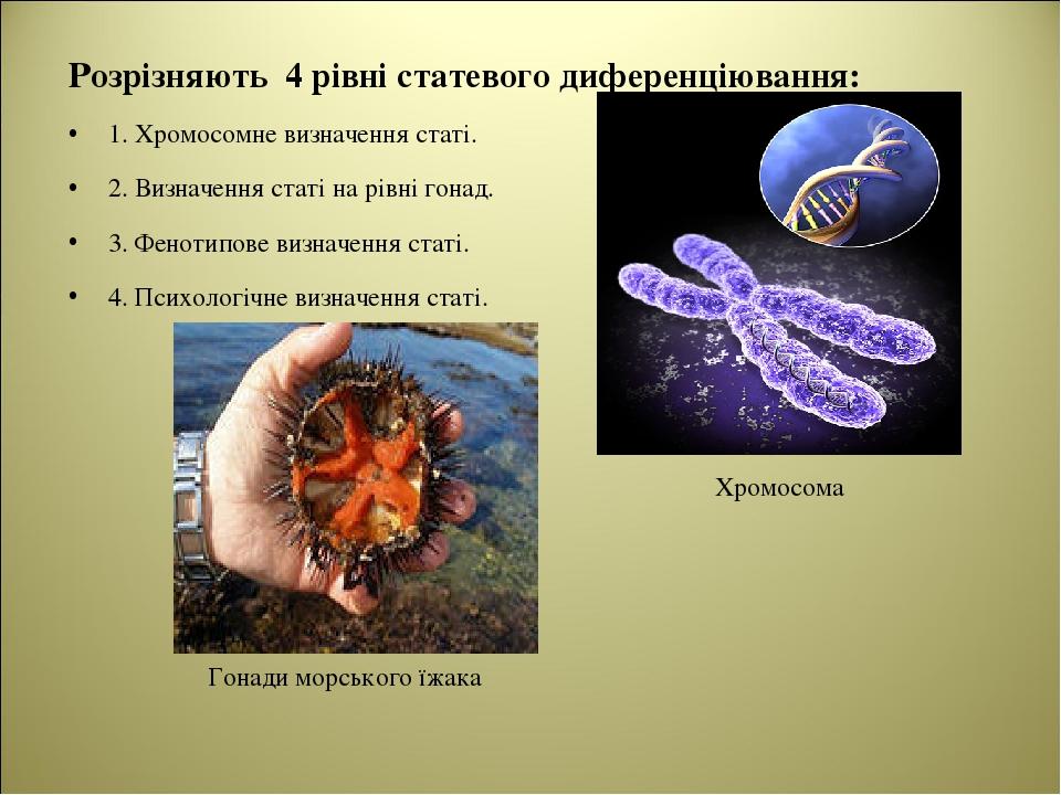 Розрізняють 4 рівні статевого диференціювання: 1. Хромосомне визначення статі. 2. Визначення статі на рівні гонад. 3. Фенотипове визначення статі. ...